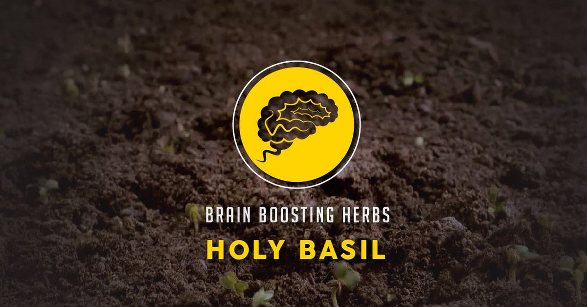 Brain Boosting Herbs The Badass Benefits of Holy Basil Wise Ape